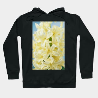 Hyacinthus orientalis  &#39;Gypsy Princess&#39;  Hyacinth Hoodie